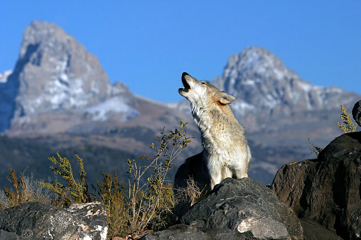 Loup des montagnes